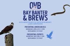 Bay Banter & Brews – Eels at Ocean View Brewing