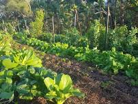 Biodynamic gardening of vegetables herbs and fruit