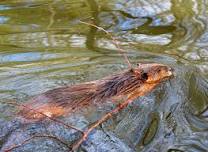 Lyceum Workshop: Resolving Conflicts with Beaver  — Kennebec Land Trust