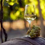 Science and the Grape: Chardonnay