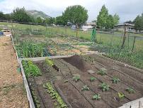 Plymouth Community Garden 2024