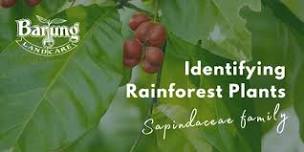 Identifying Rainforest Plants of the Blackall Range: the family Sapindaceae