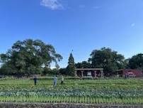 Seedling Sale Helper