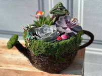 Plant Nite: Make a Succulent Terrarium