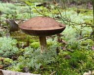 Mushroom Walk with Chris Baker, The Chicory Naturalist