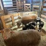 Poultry/Sm Animal/Sheep/Goat/Pig Auction