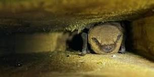 Guided Bat Walk at Cosmeston Lakes