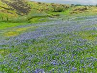 Springtime on North Table Mountain