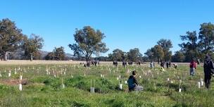 Banking on Trees Community Planting Morning