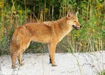 Simsbury Land Trust Presents Eastern Coyotes in Connecticut