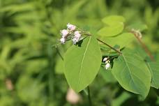 Wildflower Walk @ Sylvan Solace Preserve