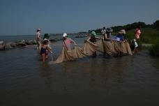 Seining the Bay at Holts Landing