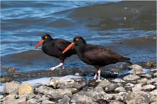 OPAS Field Trip: Salt Creek County Park and Ediz Hook — OLYMPIC PENINSULA AUDUBON SOCIETY