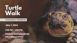 Teachable Tuesday-Turtle Walk