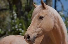 ASFV/Winnebago 4H Horse and Pony Event