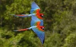 Multicultural Playgroup - Mexican Macaws