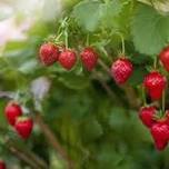 Strawberry Party and Garden Opening