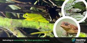 Threatening Toads and Friendly Frogs | Helidon