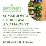 Summer Wild Edibles Walk and Harvest