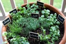 Growing and Using Herbs