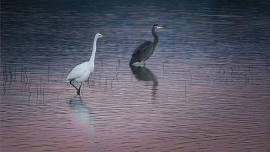 June Monthly Meeting -- Fernhill Wetlands, Thursday June 13th 6:00pm to 8:00pm