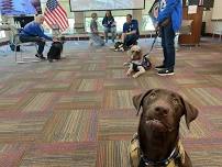 Pet First Aid/CPR Class