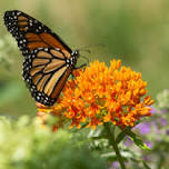 Explore Nature at Fowler Park