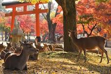 Private Nara Tour with Government Licensed Guide & Vehicle (Kyoto Departure)