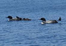 Loon Workshop: Landscaping for Loons