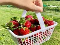 Lilley Farms Strawberry Picking