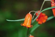 Wildflowers on the Trail: Northern California Pacific Crest Trail