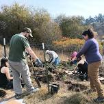 Wandering River BeaverHOOD planting