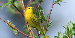 Pine Lake Bird Walk