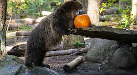 Northwest Trek Pumpkin Chomp and Stomp