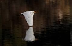 We’re Just Animals! An Exhibit of the “locals” wildlife photographer Ron Bolander