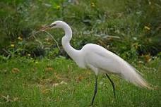 Egret Office Hours — Santa Clara Valley Audubon Society