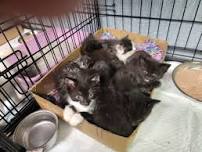 Fairborn TNR Adoption Event