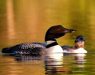 Conservation Through the Lives of Adirondack Loons — Adirondack Center for Loon Conservation