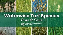 Free Gardening Webinar: Waterwise Turf Species: Pros and Cons