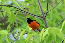 Spring Migration Hike