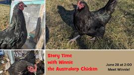 Story Time with Winnie the Australorp Chicken