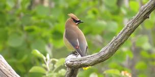 Birding at Whatcom Falls Park