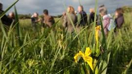 Spring Plants Exploration - Highbridge