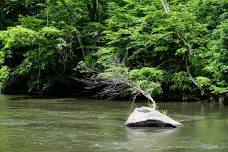 TrailOff Walk-in Event on the Perkiomen Creek Trail: A Sycamore’s Psalm