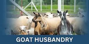 Goat Husbandry