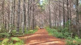 Day Hike at  Riverhead Forest (~23km)