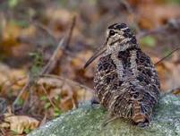 Woodcock Search and Sneak-Up