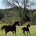 Parents Night Out at Foster Road Ranch!