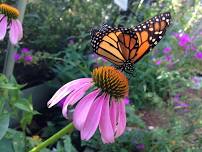 Native Texas Butterfly House & Garden