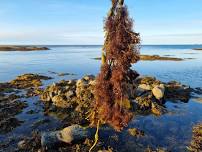 Seaweed foraging